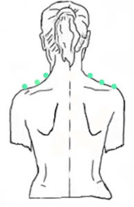 Shiatsu Curso en Silla, Linea Supraescapular 1