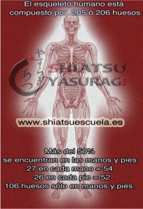 Sabes cuantos huesos tenemos