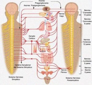 Shiatsu Algo Mas que Presion con los Dedos