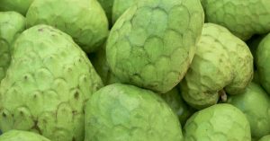 Chirimoya Fruta de Invierno