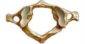 Atlas Vertebra Maravillosa